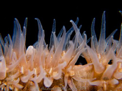 Whip coral close up. Canon G10, Inon S200, twin stack mac... by Andrew Macleod 